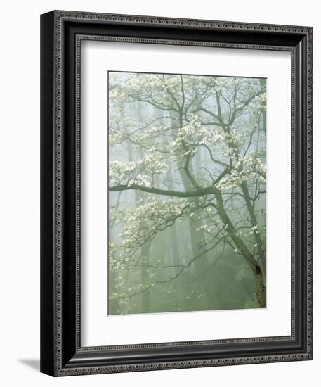Flowering Dogwood in foggy forest, Shenandoah National Park, Virginia, USA-Charles Gurche-Framed Photographic Print