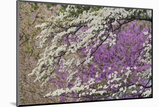 Flowering dogwood tree and distant Eastern redbud, Kentucky-Adam Jones-Mounted Photographic Print