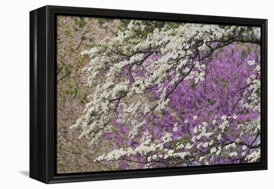 Flowering dogwood tree and distant Eastern redbud, Kentucky-Adam Jones-Framed Premier Image Canvas