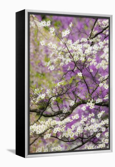 Flowering dogwood tree and distant Eastern redbud, Kentucky-Adam Jones-Framed Premier Image Canvas