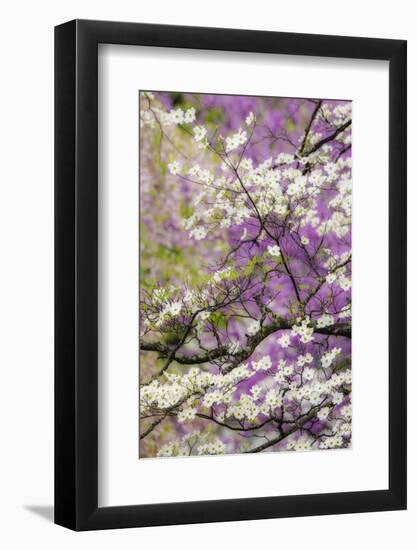 Flowering dogwood tree and distant Eastern redbud, Kentucky-Adam Jones-Framed Photographic Print