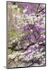 Flowering dogwood tree and distant Eastern redbud, Kentucky-Adam Jones-Mounted Photographic Print