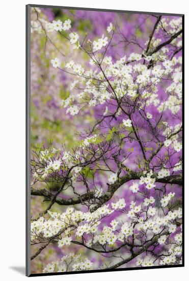 Flowering dogwood tree and distant Eastern redbud, Kentucky-Adam Jones-Mounted Photographic Print