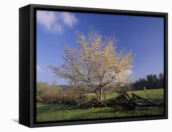 Flowering Dogwood Tree and Rail Fence, Great Smoky Mountains National Park, Tennessee, USA-Adam Jones-Framed Premier Image Canvas