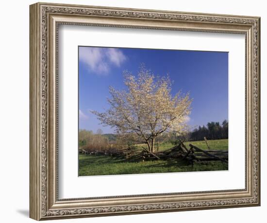 Flowering Dogwood Tree and Rail Fence, Great Smoky Mountains National Park, Tennessee, USA-Adam Jones-Framed Photographic Print