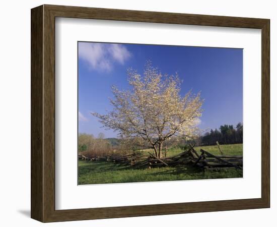 Flowering Dogwood Tree and Rail Fence, Great Smoky Mountains National Park, Tennessee, USA-Adam Jones-Framed Photographic Print