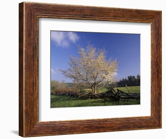 Flowering Dogwood Tree and Rail Fence, Great Smoky Mountains National Park, Tennessee, USA-Adam Jones-Framed Photographic Print