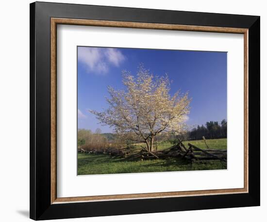 Flowering Dogwood Tree and Rail Fence, Great Smoky Mountains National Park, Tennessee, USA-Adam Jones-Framed Photographic Print