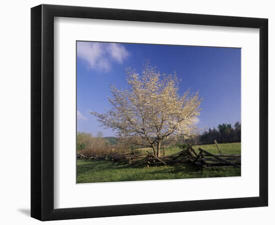 Flowering Dogwood Tree and Rail Fence, Great Smoky Mountains National Park, Tennessee, USA-Adam Jones-Framed Photographic Print