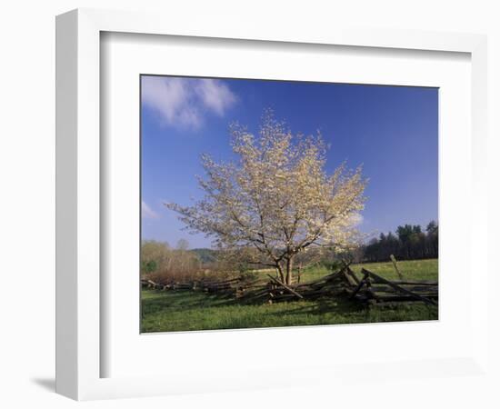 Flowering Dogwood Tree and Rail Fence, Great Smoky Mountains National Park, Tennessee, USA-Adam Jones-Framed Photographic Print