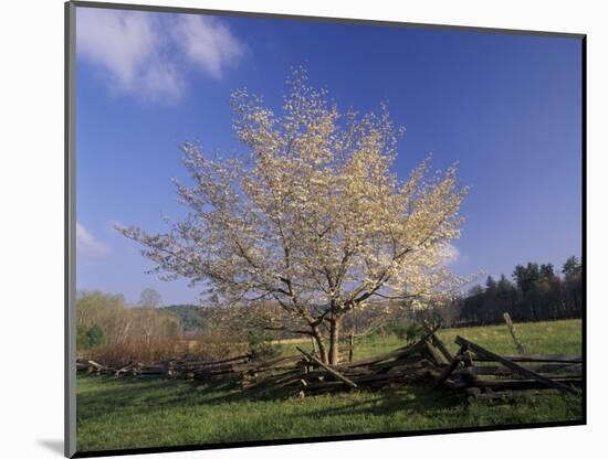 Flowering Dogwood Tree and Rail Fence, Great Smoky Mountains National Park, Tennessee, USA-Adam Jones-Mounted Photographic Print