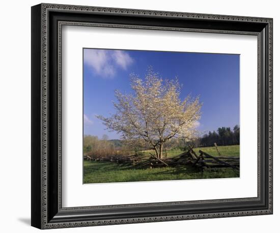 Flowering Dogwood Tree and Rail Fence, Great Smoky Mountains National Park, Tennessee, USA-Adam Jones-Framed Photographic Print