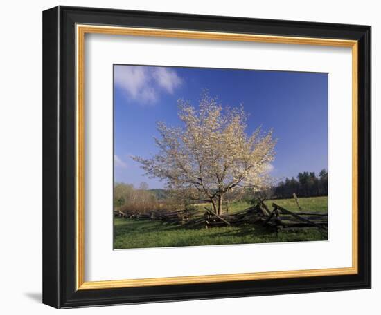 Flowering Dogwood Tree and Rail Fence, Great Smoky Mountains National Park, Tennessee, USA-Adam Jones-Framed Photographic Print