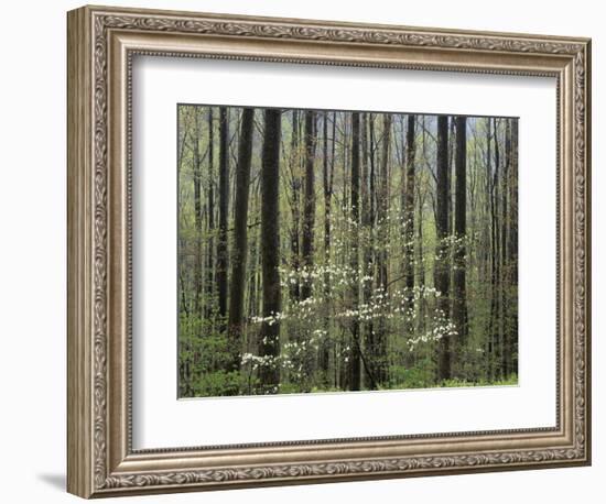 Flowering Dogwood Tree, Great Smoky Mountains National Park, Tennessee, USA-Adam Jones-Framed Photographic Print