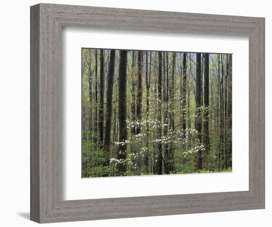 Flowering Dogwood Tree, Great Smoky Mountains National Park, Tennessee, USA-Adam Jones-Framed Photographic Print