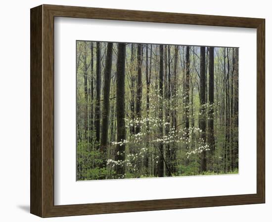 Flowering Dogwood Tree, Great Smoky Mountains National Park, Tennessee, USA-Adam Jones-Framed Photographic Print