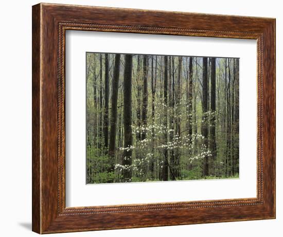 Flowering Dogwood Tree, Great Smoky Mountains National Park, Tennessee, USA-Adam Jones-Framed Photographic Print