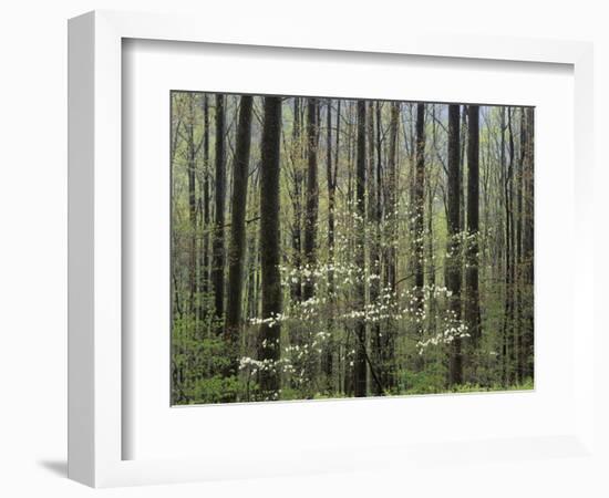 Flowering Dogwood Tree, Great Smoky Mountains National Park, Tennessee, USA-Adam Jones-Framed Photographic Print