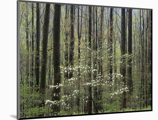 Flowering Dogwood Tree, Great Smoky Mountains National Park, Tennessee, USA-Adam Jones-Mounted Photographic Print