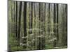 Flowering Dogwood Tree, Great Smoky Mountains National Park, Tennessee, USA-Adam Jones-Mounted Photographic Print