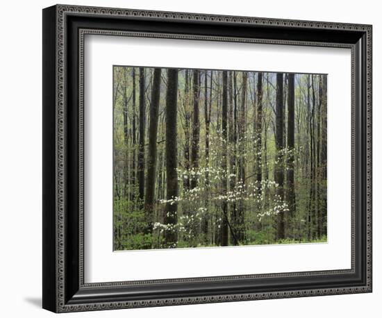 Flowering Dogwood Tree, Great Smoky Mountains National Park, Tennessee, USA-Adam Jones-Framed Photographic Print