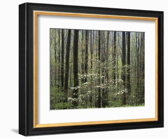 Flowering Dogwood Tree, Great Smoky Mountains National Park, Tennessee, USA-Adam Jones-Framed Photographic Print