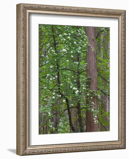 Flowering dogwood tree. Yosemite National Park, CA-Jamie & Judy Wild-Framed Photographic Print