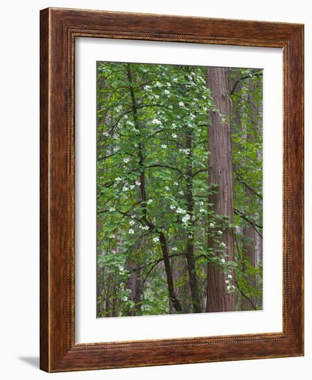 Flowering dogwood tree. Yosemite National Park, CA-Jamie & Judy Wild-Framed Photographic Print