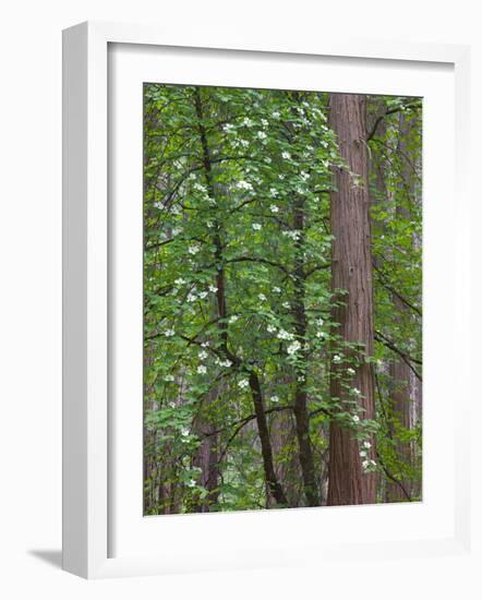 Flowering dogwood tree. Yosemite National Park, CA-Jamie & Judy Wild-Framed Photographic Print