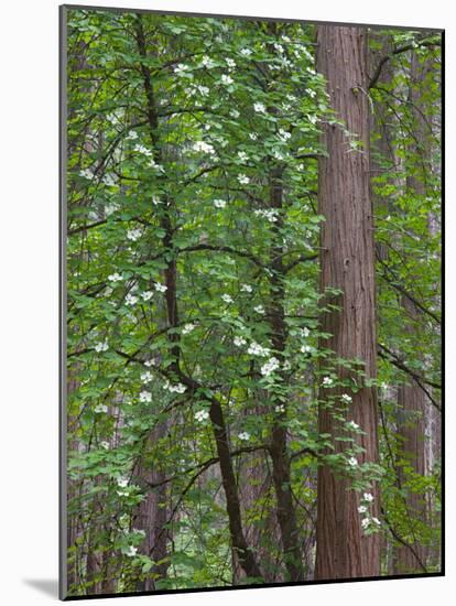 Flowering dogwood tree. Yosemite National Park, CA-Jamie & Judy Wild-Mounted Photographic Print