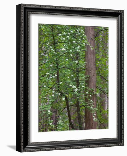 Flowering dogwood tree. Yosemite National Park, CA-Jamie & Judy Wild-Framed Photographic Print