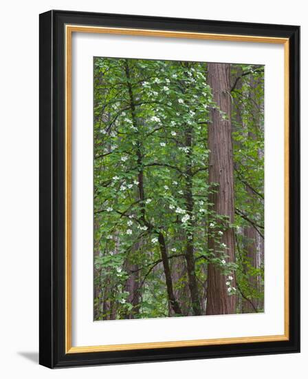 Flowering dogwood tree. Yosemite National Park, CA-Jamie & Judy Wild-Framed Photographic Print