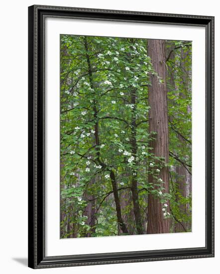 Flowering dogwood tree. Yosemite National Park, CA-Jamie & Judy Wild-Framed Photographic Print