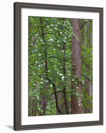 Flowering dogwood tree. Yosemite National Park, CA-Jamie & Judy Wild-Framed Photographic Print