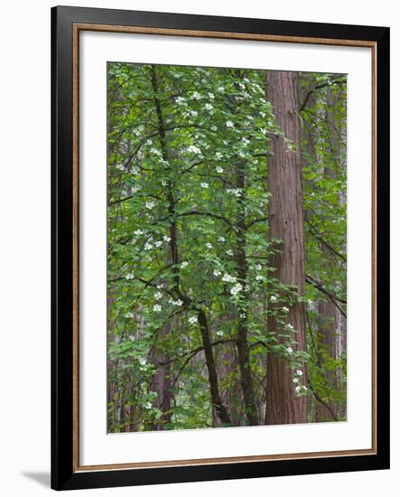 Flowering dogwood tree. Yosemite National Park, CA-Jamie & Judy Wild-Framed Photographic Print