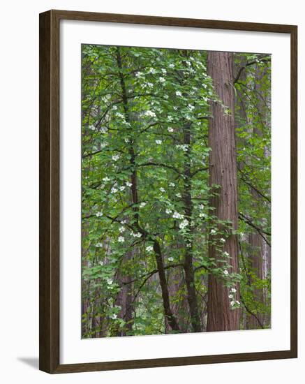 Flowering dogwood tree. Yosemite National Park, CA-Jamie & Judy Wild-Framed Photographic Print