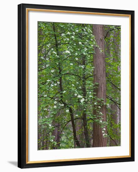 Flowering dogwood tree. Yosemite National Park, CA-Jamie & Judy Wild-Framed Photographic Print