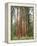 Flowering Dogwood Tree, Yosemite National Park, California, USA-Jamie & Judy Wild-Framed Premier Image Canvas