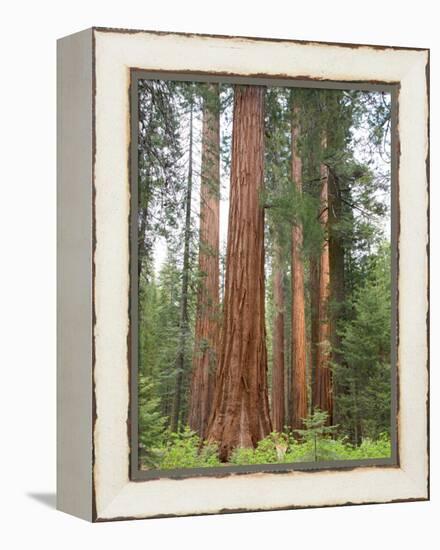 Flowering Dogwood Tree, Yosemite National Park, California, USA-Jamie & Judy Wild-Framed Premier Image Canvas