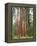 Flowering Dogwood Tree, Yosemite National Park, California, USA-Jamie & Judy Wild-Framed Premier Image Canvas