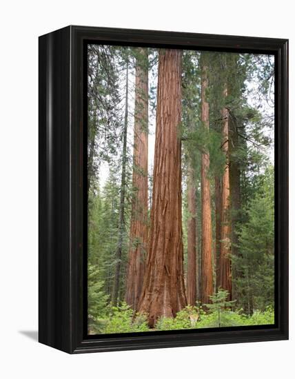 Flowering Dogwood Tree, Yosemite National Park, California, USA-Jamie & Judy Wild-Framed Premier Image Canvas