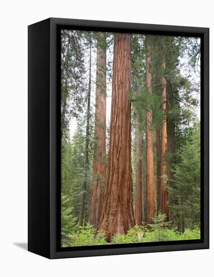 Flowering Dogwood Tree, Yosemite National Park, California, USA-Jamie & Judy Wild-Framed Premier Image Canvas