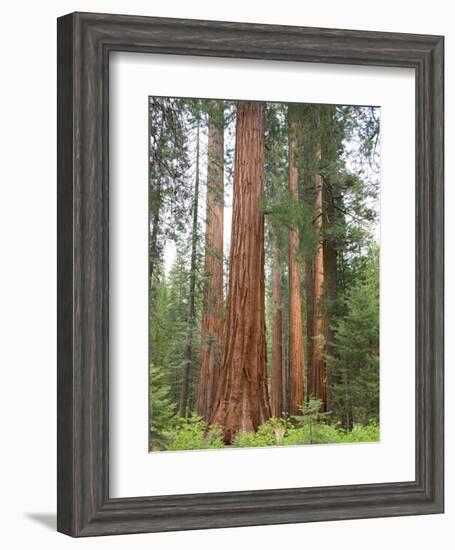 Flowering Dogwood Tree, Yosemite National Park, California, USA-Jamie & Judy Wild-Framed Photographic Print