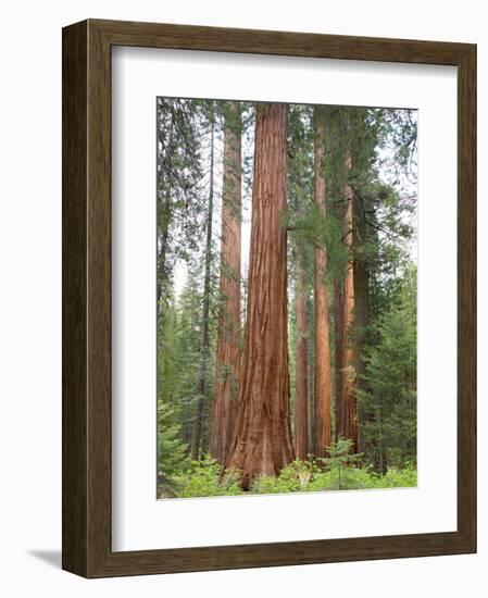 Flowering Dogwood Tree, Yosemite National Park, California, USA-Jamie & Judy Wild-Framed Photographic Print