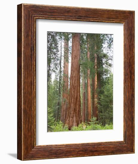 Flowering Dogwood Tree, Yosemite National Park, California, USA-Jamie & Judy Wild-Framed Photographic Print