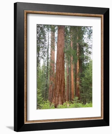 Flowering Dogwood Tree, Yosemite National Park, California, USA-Jamie & Judy Wild-Framed Photographic Print