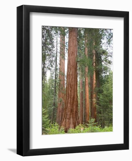 Flowering Dogwood Tree, Yosemite National Park, California, USA-Jamie & Judy Wild-Framed Photographic Print