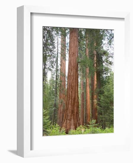 Flowering Dogwood Tree, Yosemite National Park, California, USA-Jamie & Judy Wild-Framed Photographic Print