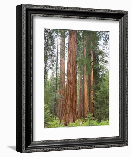 Flowering Dogwood Tree, Yosemite National Park, California, USA-Jamie & Judy Wild-Framed Photographic Print