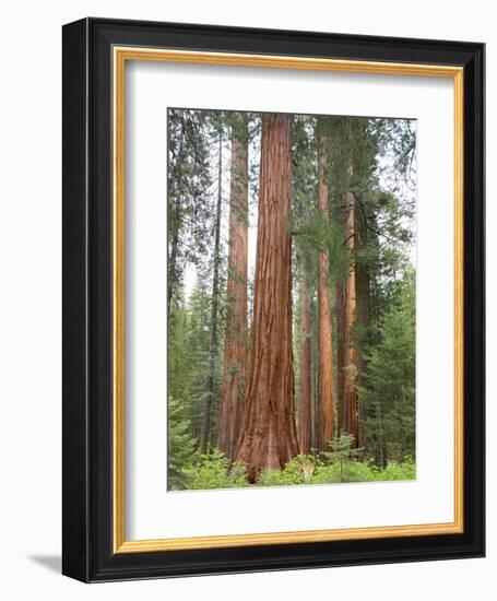 Flowering Dogwood Tree, Yosemite National Park, California, USA-Jamie & Judy Wild-Framed Photographic Print